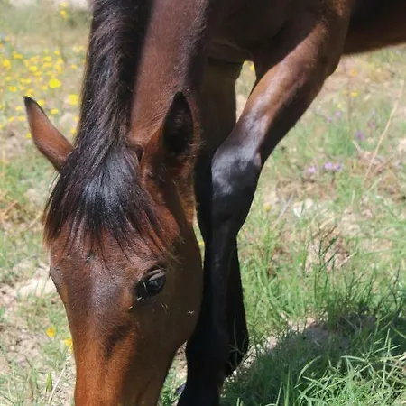 Farm stay Il Bagolaro Noto